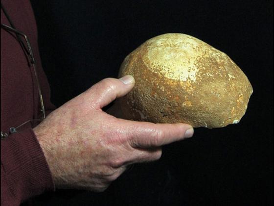 На севере Израиля обнаружен древнейший череп человека