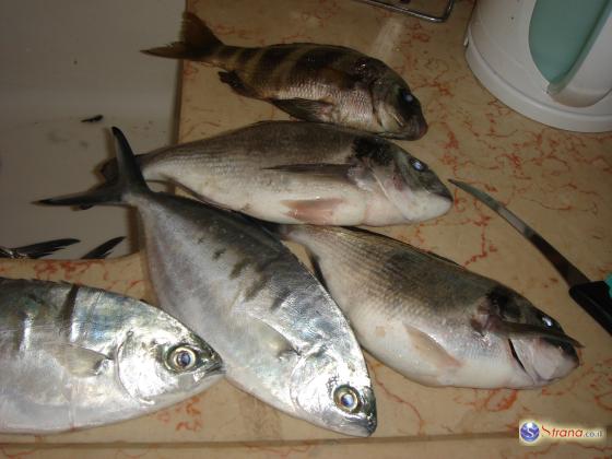 Одна порция рыбы в неделю защищает от проблем со зрением