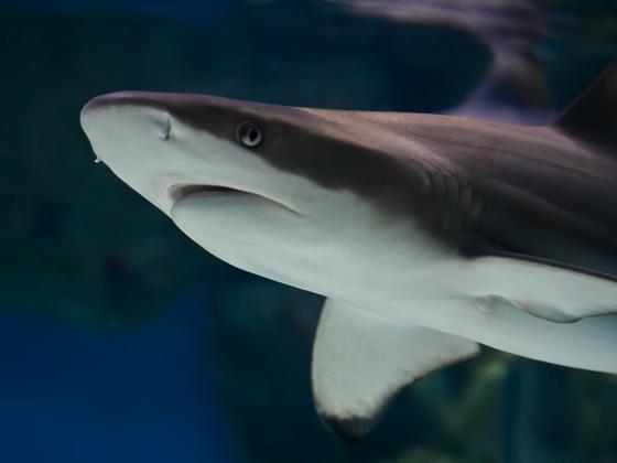 В Хургаде женщина скончалась после нападения белой акулы