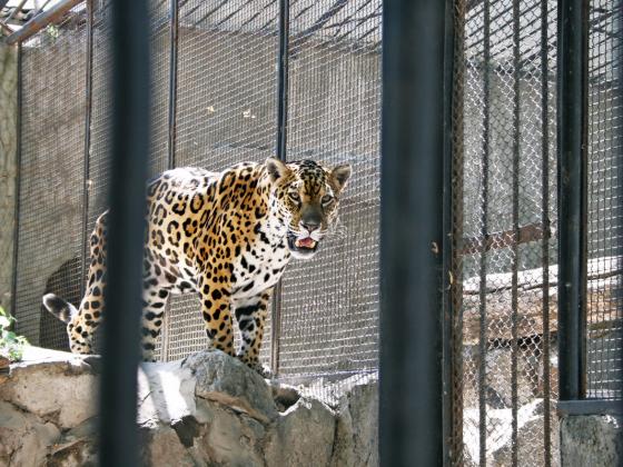 Новому персидскому леопарду в рамат-ганском «Сафари» выбрали имя из иранского списка