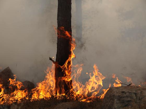 В лесу Двира на юге страны вспыхнул пожар