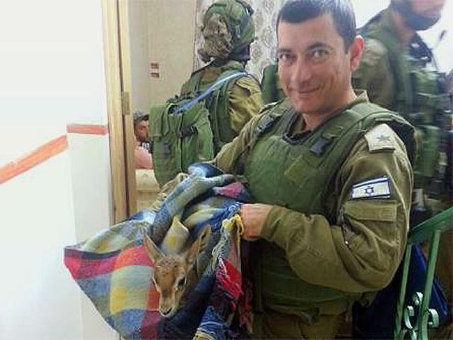 Израильская армия провела спецоперацию по освобождению олененка из арабского плена