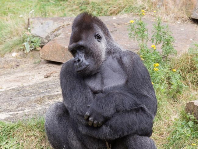 Из вольера в лондонском зоопарке сбежала горилла 