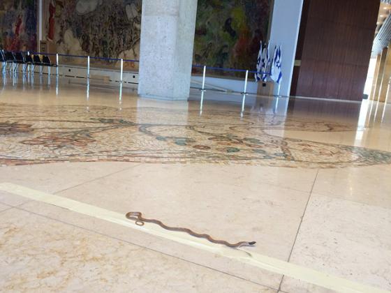 В зале Шагала в Кнессете была обнаружена змея