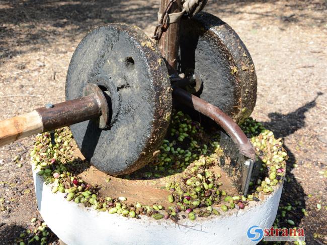 В Израиле придумали заправлять автомобили отходами оливкового масла