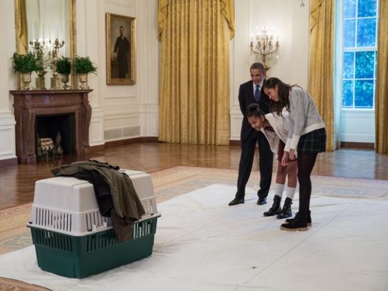 Собака Барака Обамы укусила за лицо посетительницу Белого дома