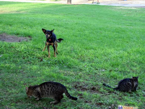 Ученые объяснили исчезновение древних собак войной с кошками