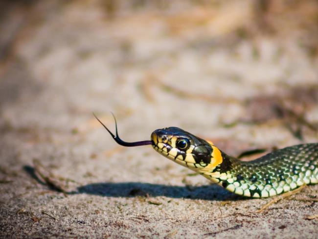 В районе Мате-Йегуда ядовитая змея укусила ребенка, пострадавший в тяжелом состоянии