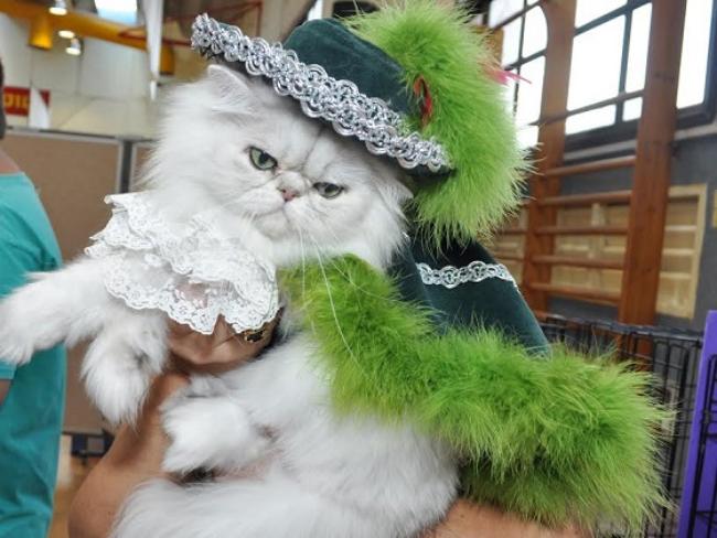 Хайфа: большая международная выставка кошек «Весенний карнавал» 