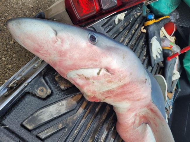 В Атлите на берег выбросило живую беременную голубую акулу