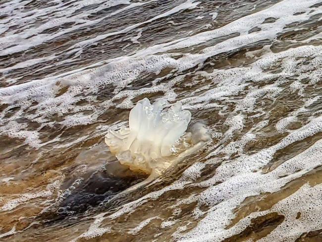 Растет концентрация медуз на израильском побережье Средиземного моря