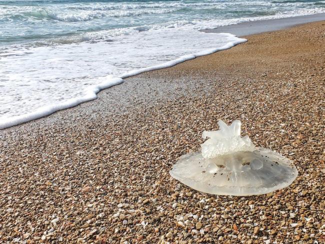 Начало «сезона медуз» в Израиле: может ощущаться жжение при купании