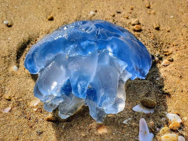 На средиземноморском побережье Израиля завершился «сезон медуз»