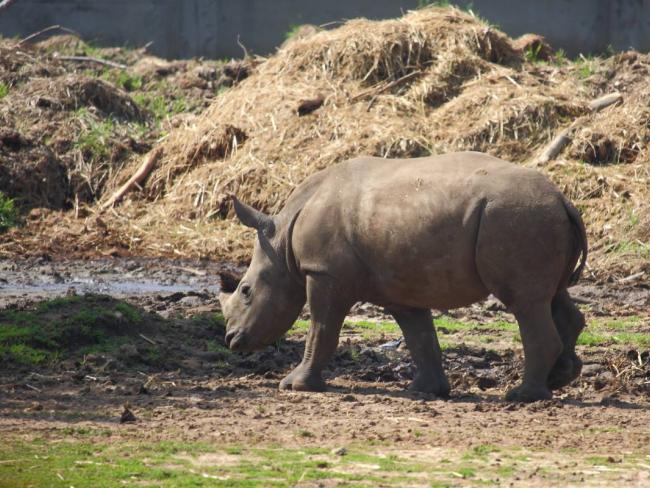 В сафари Рамат-Гана родился детеныш редкого белого носорога