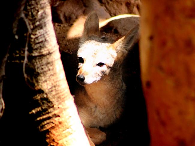 Зоологи просят посетителей парка Яркон не подкармливать диких шакалов
