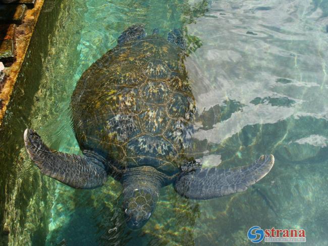 На побережье Израиля были выброшены 16 морских черепах