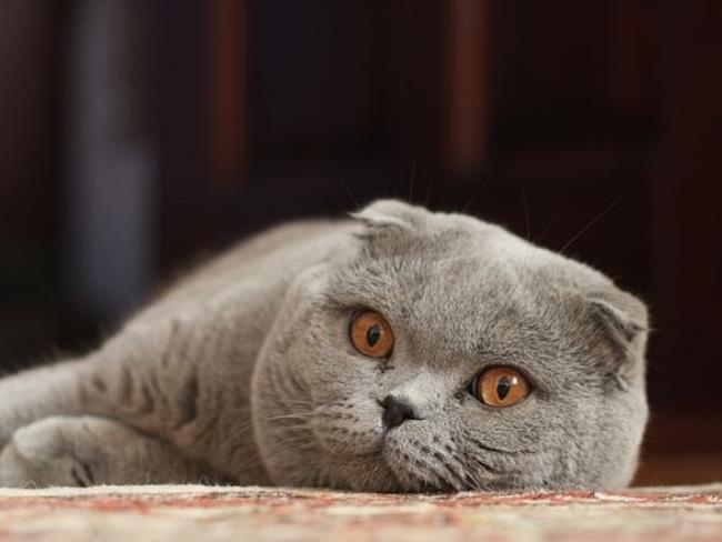 Минздрав: домашняя кошка с подозрением на заражение бешенством в Сахнине в Нижней Галилее