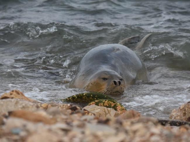 Самка тюленя-монаха, отдыхающая в Израиле, достаточно окрепла и поплавала в море