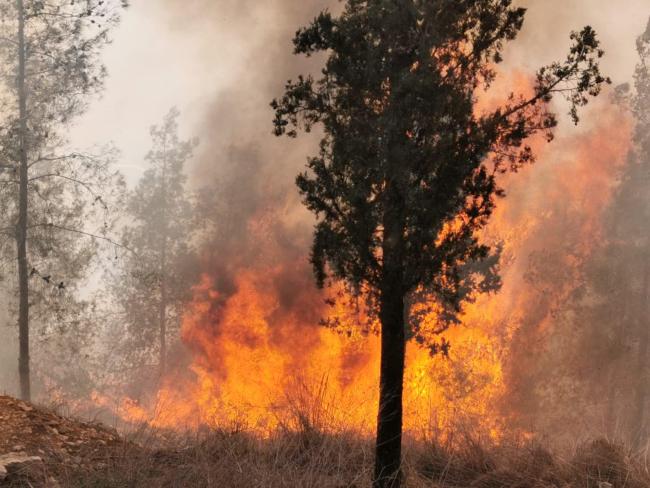 Шарав в Израиле: первые жертвы жары, высокая вероятность пожаров