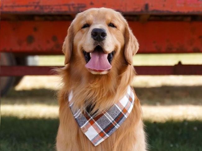 Золотистый ретривер по кличке Такер Будзин является самым высокооплачиваемым псом в мире