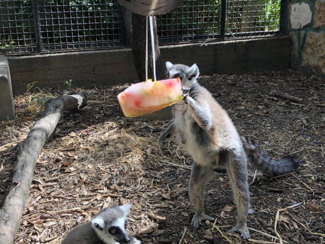 Зоопарк Ришон ле-Циона спасает зверей от шарава