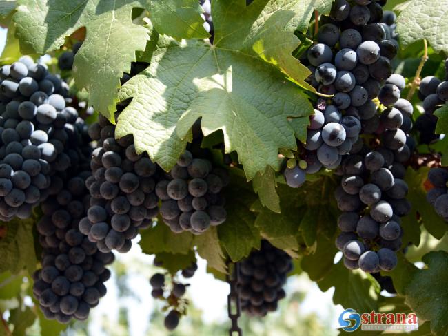 В Гуш-Эционе повреждены виноградники, принадлежащие евреям