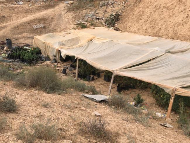 Возле шоссе №25 в Негеве обнаружена плантация конопли