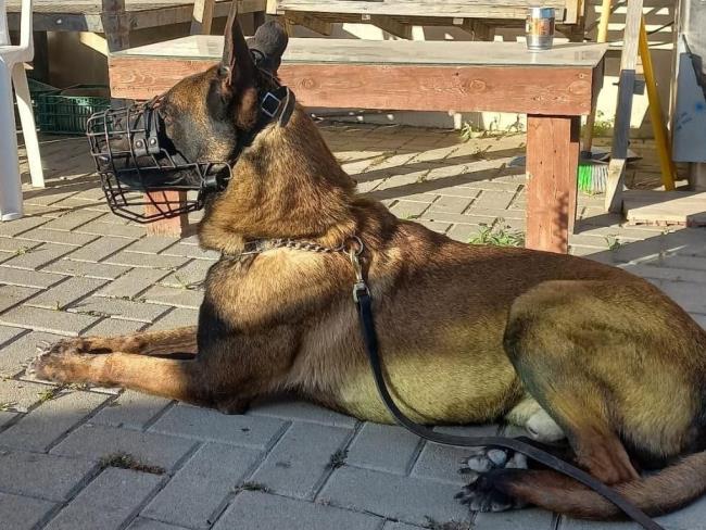 В ходе спецоперации в Шхеме погиб служебный пес Джанго