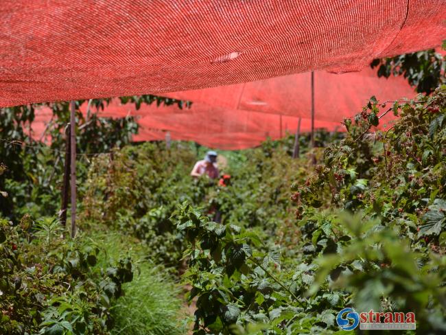 Ущерб израильским фермерам от непогоды за первое полугодие 2018 – 155 млн шекелей