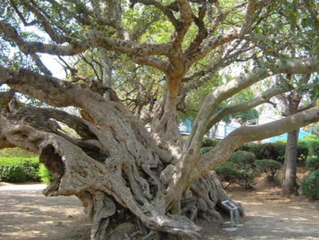 Самые древние деревья в Израиле (ФОТО) 