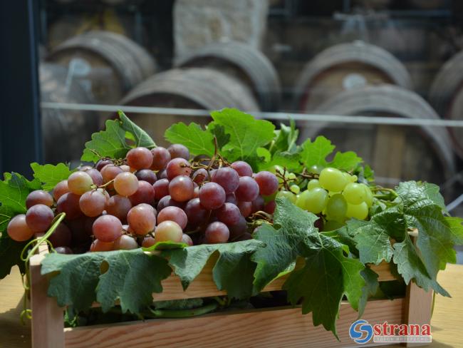 «Баркан» – самая титулованная израильская винодельня по итогам международных винных конкурсов (ФОТО)