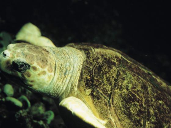 Рамат-Ган: ветеринары спасли черепаху, панцирь которой был срезан газонокосилкой