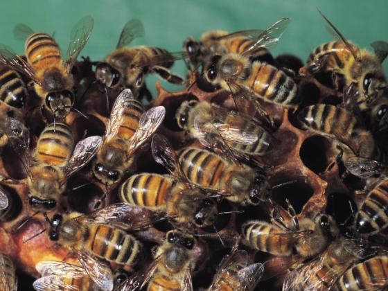 Ученые взялись за дрессировку пчел-саперов