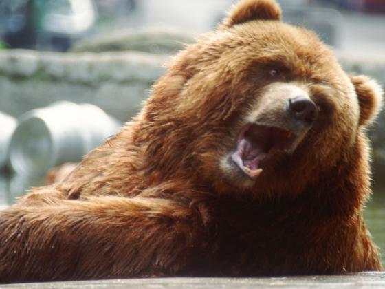 Медведь, пролетевший насквозь салон машины, убил двух людей