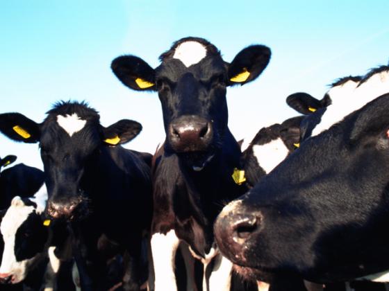 Ученые научили коров давать человеческое грудное молоко