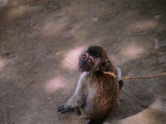 БАГАЦ запретил продажу в США обезьян