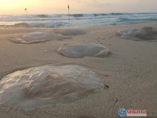 Концентрация медуз на израильском побережье Средиземного моря снова возросла
