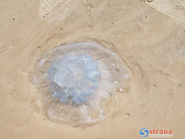 Концентрация медуз на израильском побережье Средиземного моря не сокращается