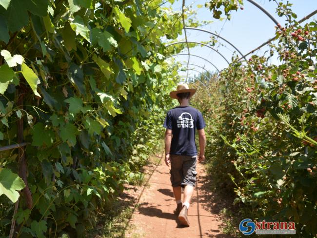 В Израиль привезут тысячи сельхозрабочих из Таиланда