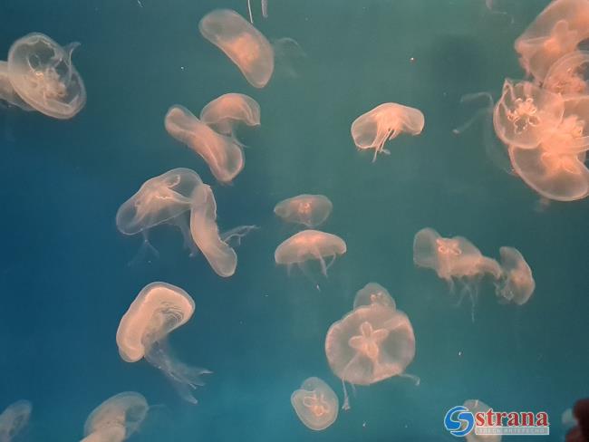 Внимание: в Израиле  в море появились медузы