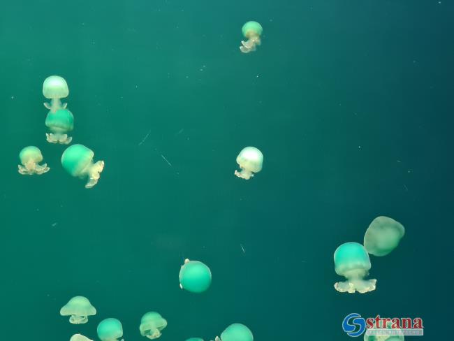 Концентрация медуз на израильском побережье Средиземного моря начинает сокращаться
