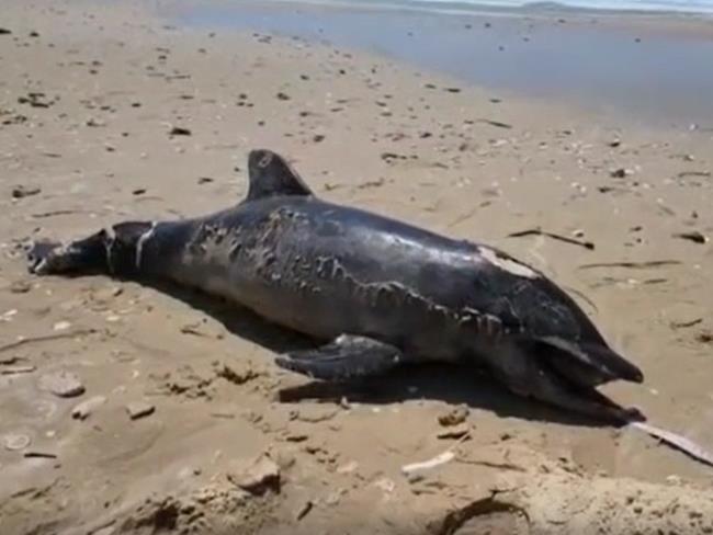 В районе Сдот-Ям на берег выброшено тело детеныша дельфина