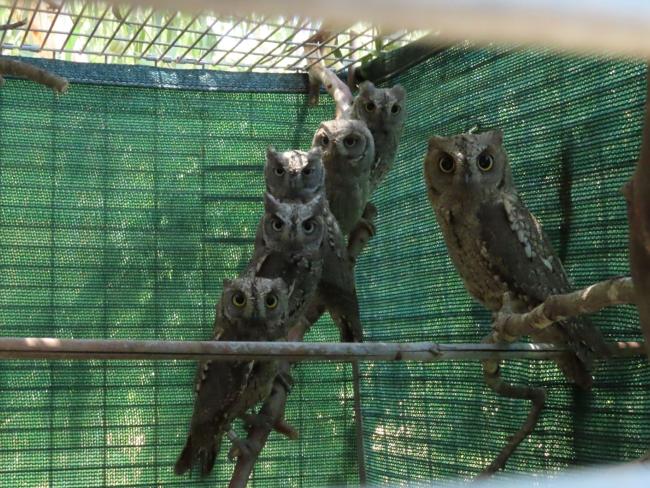 ККЛ спас совят-сплюшек: птицы вылечены и выпущены на свободу