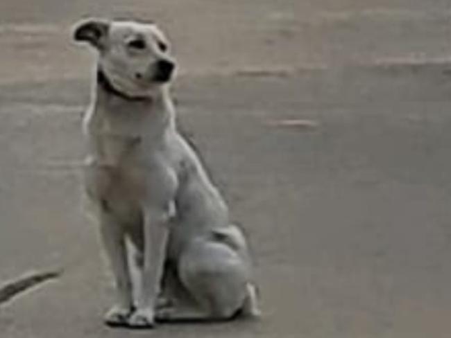 Случай бешенства у домашней собаки в районе Кармиэля