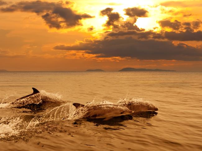 У побережья Ашдода заметили стаю дельфинов