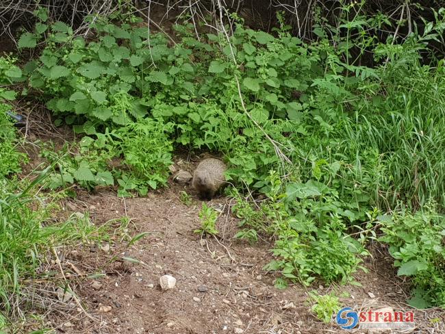 Выдра покусала туристов в Верхней Галилее, маршрут закрыт