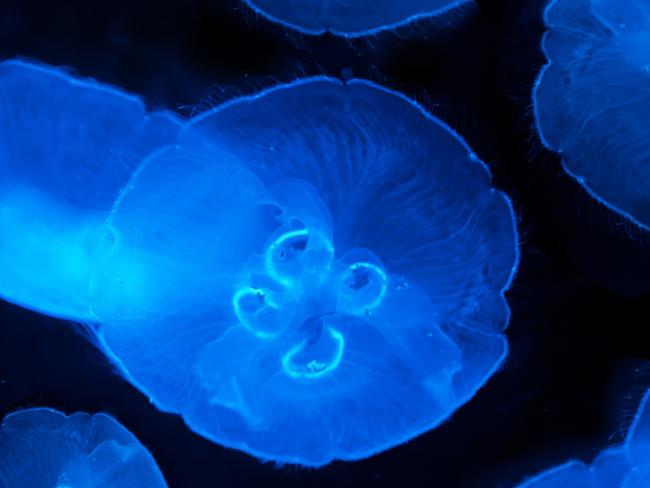 Девятилетний израильтянин умер от ожога ядовитой медузы