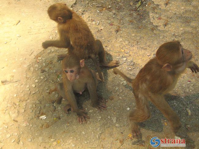 Пять обезьян совершили попытку побега из зоопарка Ришон ле-Циона