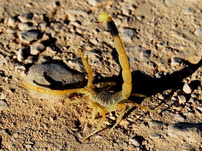 В Негеве желтый скорпион ужалил шестимесячного ребенка
