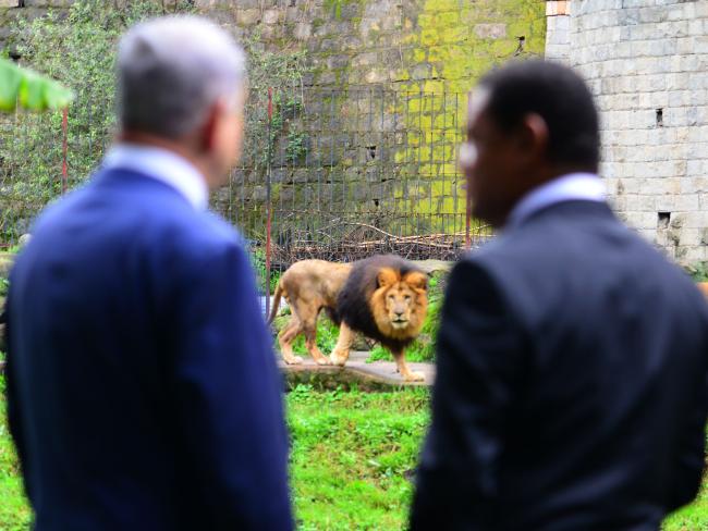 Нетаниягу в Эфиопии: на фоне льва снимается премьер (ФОТО)